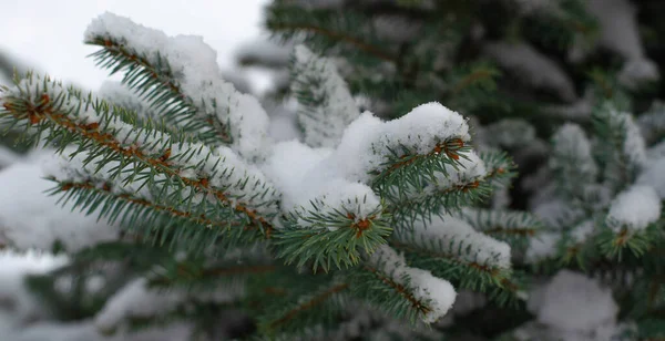 Christmas tree branches covered with snow in the Park. New year concert. — Stock Photo, Image