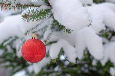 Karla kaplı bir ladin dalında Noel kırmızı dekoru.