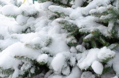 Parkta karla kaplı Noel ağacı dalları. Yeni yıl konseri.