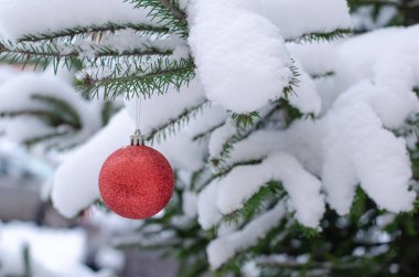 Karla kaplı bir ladin dalında Noel kırmızı dekoru.