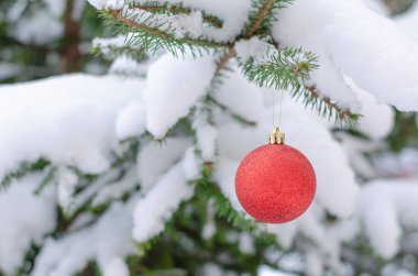 Karla kaplı bir ladin dalında Noel kırmızı dekoru.