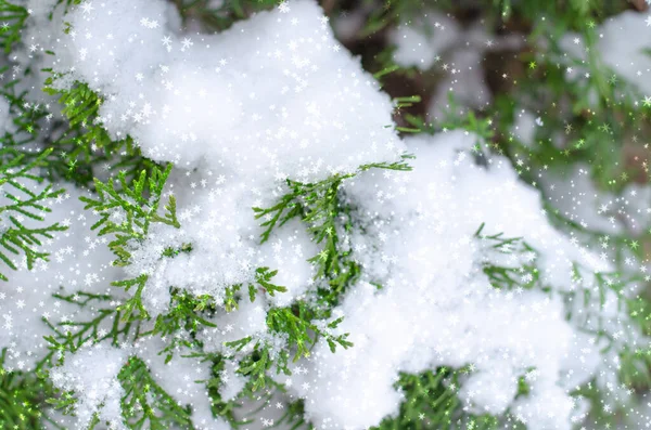 Thuja branches covered with snow in the Park. New year and Christmas concert and texture of the snowflake. — Stock Photo, Image