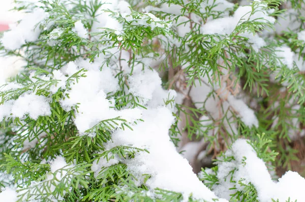 투자 가지들은 공원에 쌓인 눈으로 덮여 있습니다. 새해와 크리스마스 콘서트. — 스톡 사진