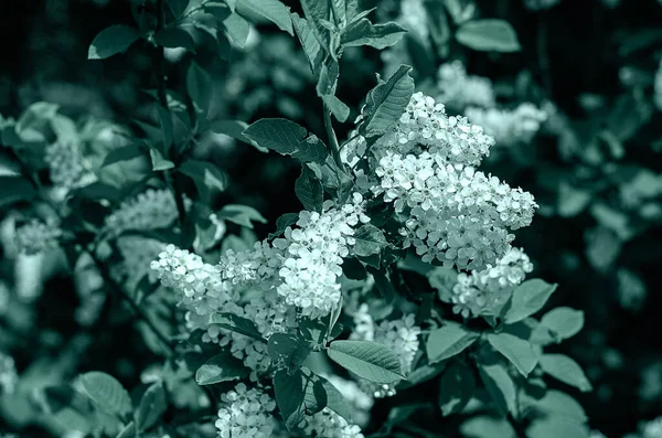 Ramură înfloritoare de cireșe de păsări în grădina de primăvară. Flori albe pe un fundal de frunze verzi, fundal natural, conceptul de înflorire a primăverii . — Fotografie, imagine de stoc