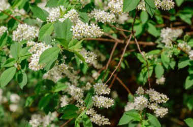 Bahar bahçesinde kiraz dalları açıyor. Yeşil yapraklı beyaz çiçekler, doğal arka plan, bahar çiçekleri konsepti.