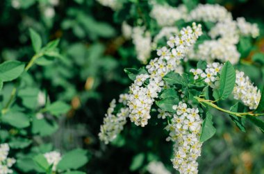 Bahar bahçesinde kiraz dalları açıyor. Yeşil yapraklı beyaz çiçekler, doğal arka plan, bahar çiçekleri konsepti.