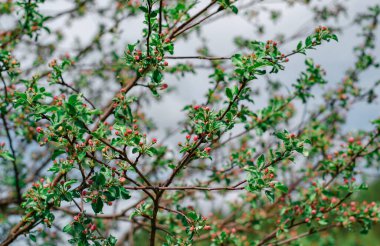 Mavi bir gökyüzünün arka planında tomurcukları olan çiçek açan bir elma ağacı dalı. Doğal arka plan, bahar konseri.