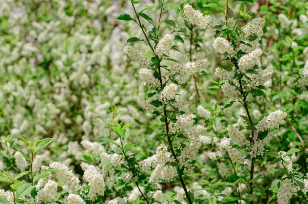 Madárcseresznye virágzó ága a tavaszi kertben. Fehér virágok hátterében zöld levelek, természetes háttér, tavasz virágzó koncepció. — Stock Fotó