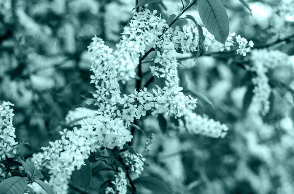 Цветущая ветвь вишни в весеннем саду. Белые цветы на фоне зеленых листьев, природный фон, весенний цветок концепции. — стоковое фото