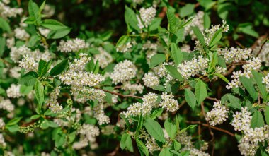 Bahar bahçesinde kiraz dalları açıyor. Yeşil yapraklı beyaz çiçekler, doğal arka plan, bahar çiçekleri konsepti.