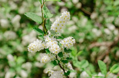 Bahar bahçesinde kiraz dalları açıyor. Yeşil yapraklı beyaz çiçekler, doğal arka plan, bahar çiçekleri konsepti.