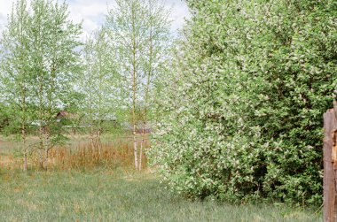 Genç yeşil yapraklar baharda ağaçlarda çiçek açar. Beyaz çiçekli kiraz ağaçları ormandaki bir açıklıkta duruyor..