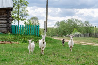 Bazı keçiler kırsalda ot yiyorlar.. 