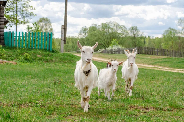 Certaines chèvres mangent de l'herbe à la campagne. Photos De Stock Libres De Droits
