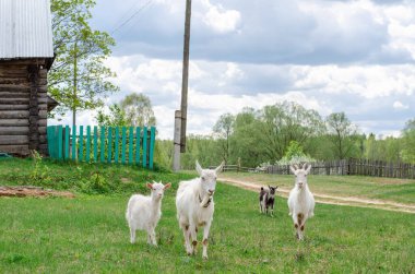 Bazı keçiler kırsalda ot yiyorlar.. 