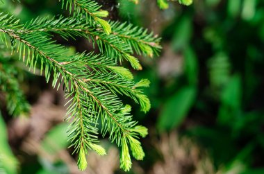 Bir ağacın dallarında taze kozalaklı ağaçlar filizlenir. Bahar güneşinin ışınlarında taze yeşiller.