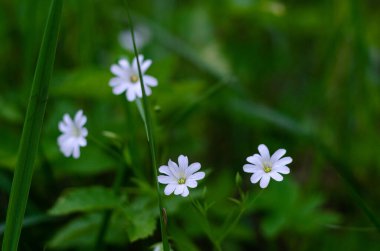Ormandaki bir düzlükte beyaz çiçekler koyu yeşil çimenlerin arka planına karşı. 