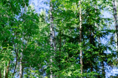 Bir ağacın dallarında taze kozalaklı ağaçlar filizlenir. Bahar güneşinin ışınlarında taze yeşiller.