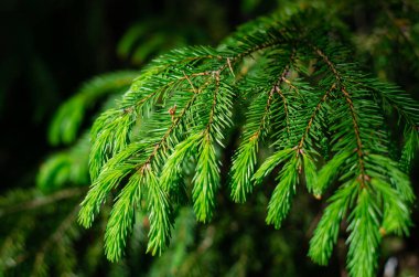 Bir ağacın dallarında taze kozalaklı ağaçlar filizlenir. Bahar güneşinin ışınlarında taze yeşiller.
