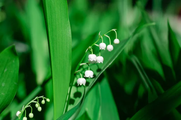 Lys blanc de la vallée fleurs dans la forêt dans une clairière dans les rayons du soleil. — Photo