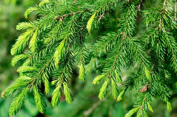 Färska unga barrträd skjuter på grenarna av ett träd. Färska grönsaker i vårsolens strålar. Stockbild