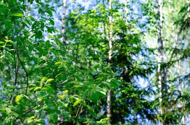 Bir ağacın dallarında taze kozalaklı ağaçlar filizlenir. Bahar güneşinin ışınlarında taze yeşiller.
