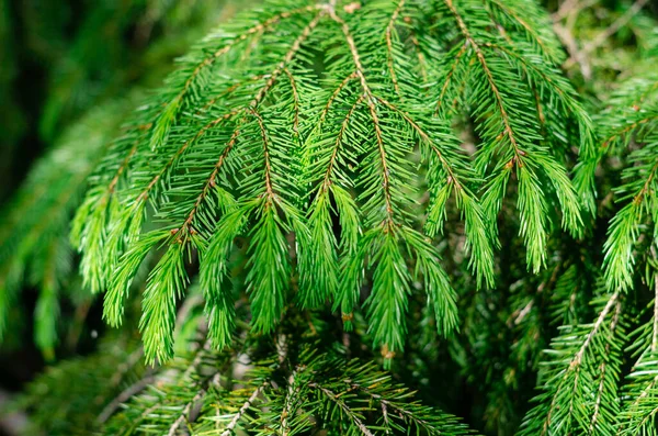 Fresh young coniferous shoots on the branches of a tree. Fresh greens in the rays of the spring sun. Royalty Free Stock Images