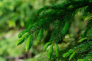 Bir ağacın dallarında taze kozalaklı ağaçlar filizlenir. Bahar güneşinin ışınlarında taze yeşiller.