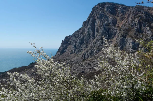 Brancos ramos de cereja floridos contra o fundo de uma paisagem montanhosa pitoresca e o mar. Céu azul num dia ensolarado. Conceito de primavera e viagem. — Fotografia de Stock