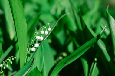 Ormandaki vadideki beyaz zambak güneş ışığının altında bir açıklıkta çiçek açıyor..