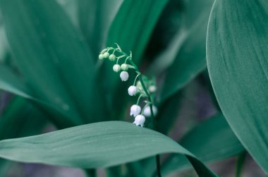 Ormandaki vadideki beyaz zambak güneş ışığının altında bir açıklıkta çiçek açıyor..