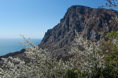 Resimli bir dağ manzarasının ve denizin arka planında beyaz çiçekli kiraz dalları. Parlak güneşli bir günde mavi gökyüzü. Bahar ve seyahat konsepti.