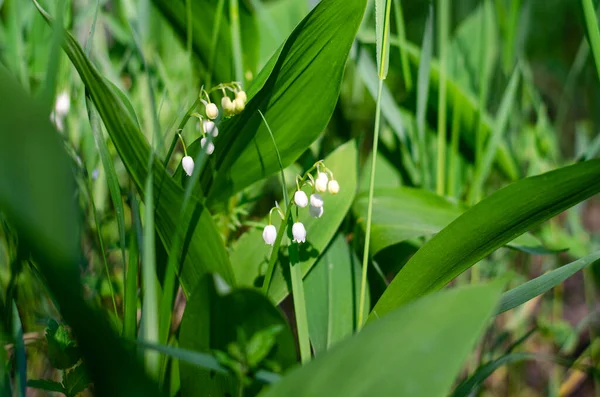 Белая лилия долины цветы в лесу на поляне в лучах солнечного света. — стоковое фото