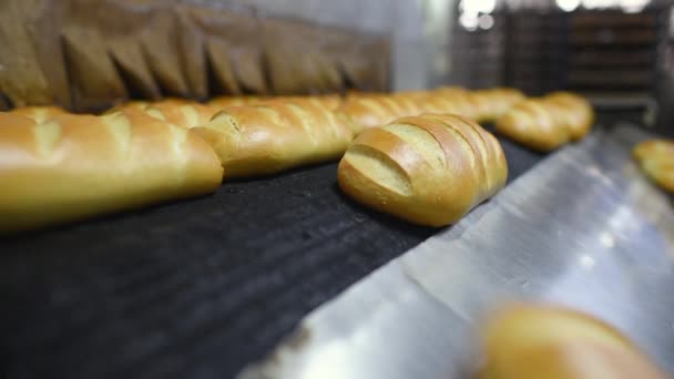 Panes calientes frescos y sabrosos y pasteles salen del horno — Vídeos de Stock