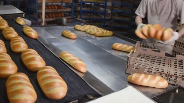 Ein junger Bäcker holt frische Brote und Gebäck von einer Produktionslinie oder einem Behälter und legt sie in Plastikschalen für den Transport in die Brotläden — Stockvideo