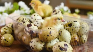 Küçük sarı tavuklara yakın çekim veya bıldırcın yavruları beyaz bahar çiçeklerinin arka planında bıldırcın yumurtalarıyla plastik ambalajda..