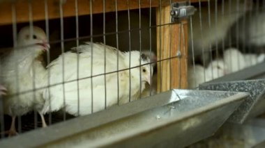 Yetişkin beyaz bıldırcın bir tavuk çiftliğinde yemek yiyor ve su içiyor.