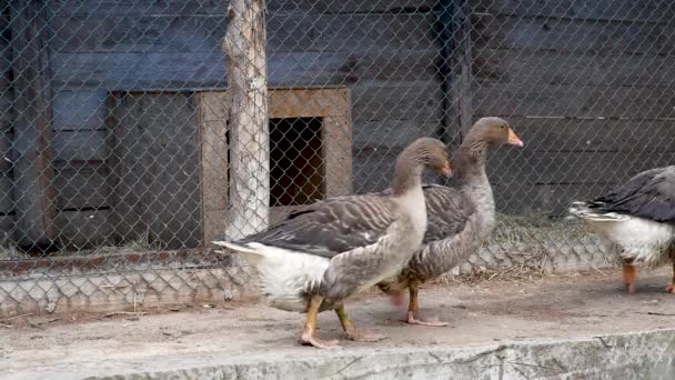 鹅和麝香鸭在家禽饲养场的背景下散步 — 图库视频影像