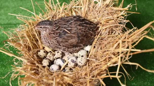 Domestic quail sits in a nest and hatches quail eggs. — Stock Video