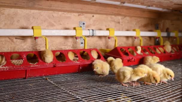 Pollos pequeños o codornices están bebiendo agua de una regadera en una granja avícola — Vídeo de stock