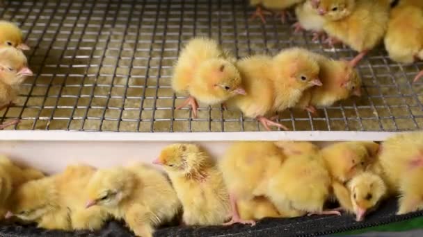 Newborn hatched quail Chicks close up in an incubator — Stock Video