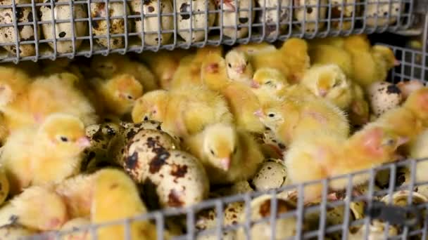 Recién nacido eclosionó codorniz polluelos de cerca en una incubadora — Vídeo de stock