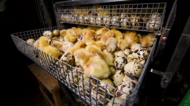 Hatching of chickens and quail in an incubator on a poultry farm. — Stock Video