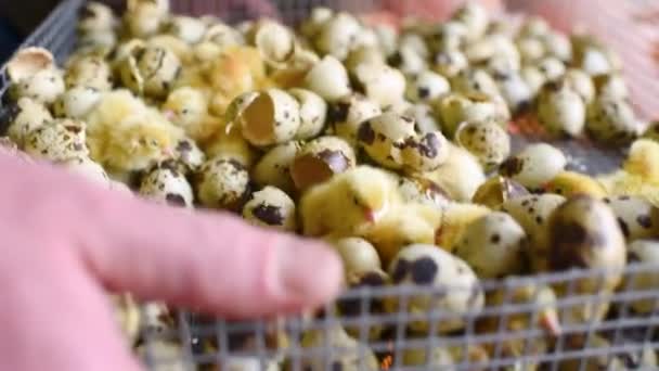 Las manos de un agricultor o criador transfieren codornices recién nacidas Pollitos de la incubadora a un recipiente de madera especial para un mayor crecimiento. — Vídeo de stock