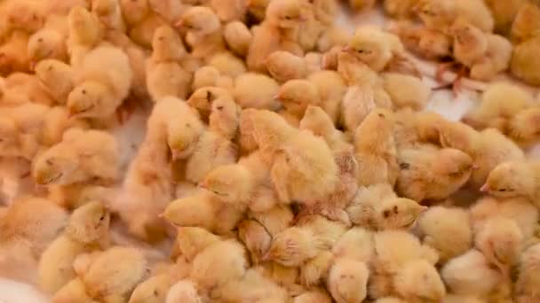 Kläckning av kycklingar och vaktlar i en inkubator på en fjäderfäfarm. — Stockvideo