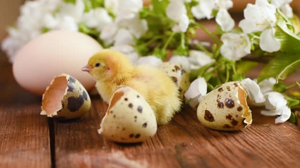 Pequeños pollos amarillos sobre un fondo de madera y sobre un fondo de huevos de pollo y codorniz y una ramita floreciente con flores blancas de cereza. — Vídeos de Stock