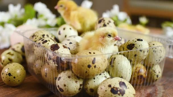 Primo piano di piccoli polli gialli o pulcini di quaglia in imballaggi di plastica con uova di quaglia su uno sfondo di fioriture bianche primaverili. — Video Stock