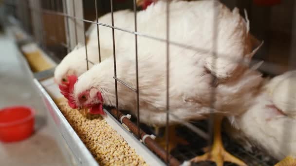 Tavuklar tavuk çiftliğinde yakın mesafeden yemek yerler.. — Stok video