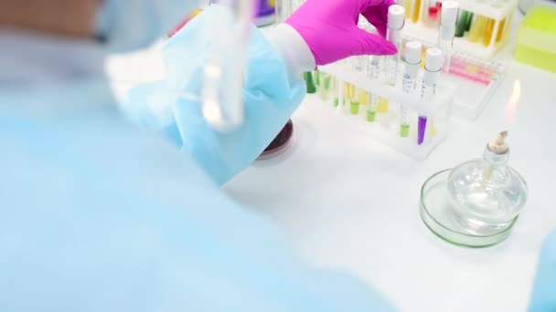 Ερευνητής ή υπάλληλος βακτηριολογικού εργαστηρίου πραγματοποιεί ανάλυση των σπόρων βάκιλου στο παρασκήνιο δοκιμαστικών σωλήνων με χρωματιστά υγρά και τρυβλίο Petri — Αρχείο Βίντεο