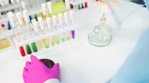 Badacz lub pracownik laboratorium bakteriologicznego przeprowadza analizę nasion bakterii na tle probówek z kolorowym płynem i płytkami Petriego — Wideo stockowe